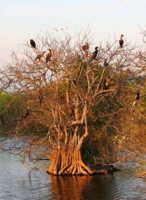 Mangrove tree is home for the birds