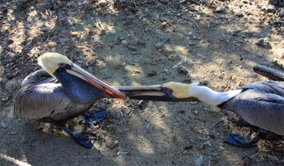 Pelican food fight!