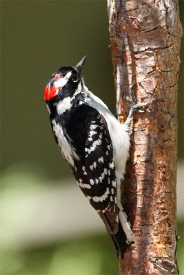 woodie woodpecker