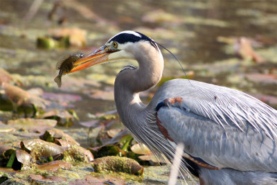 A Great Blue Heron Goes Fishing