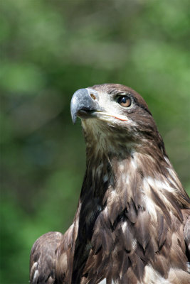 an immature bald eagle