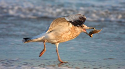Herring Gull