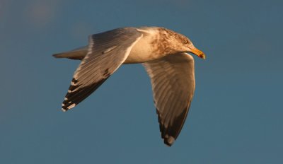 Herring Gull