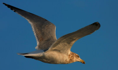 Herring Gull