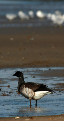 Brant Goose