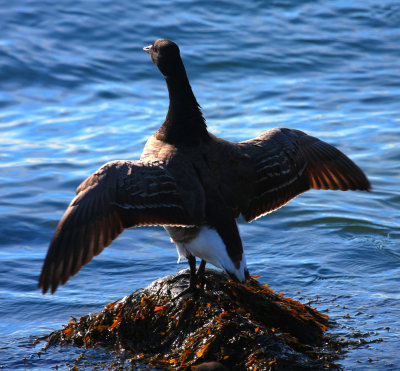 Brant Goose