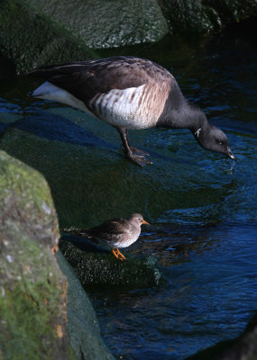 Purple Sandpiper & Brant Goose