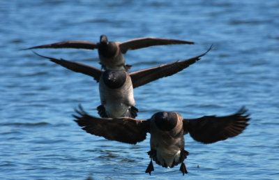 Brant Geese