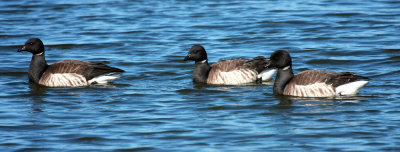 Brant Geese