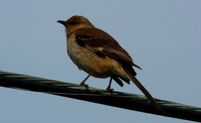 Northern Mockingbird