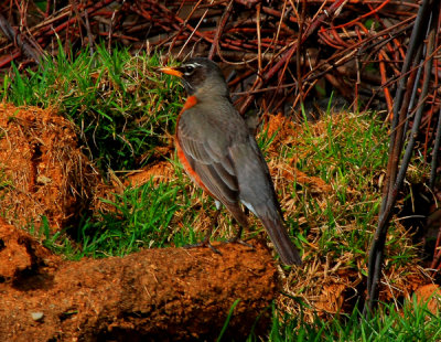 American Robin