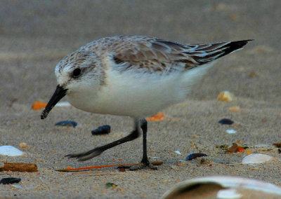 Sanderling