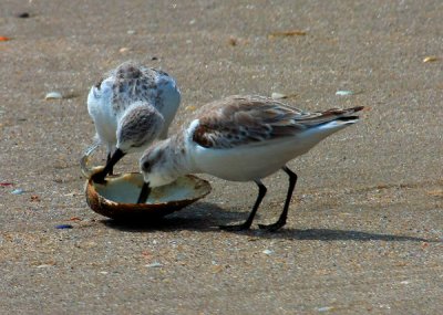 Sanderlings