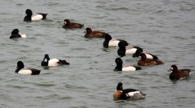 Greater Scaup, Male and Female