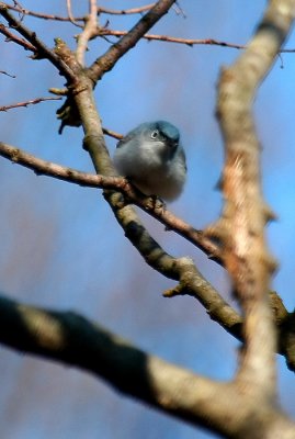 Blue-gray Gnatcatcher