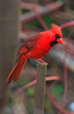 Northern Cardinal