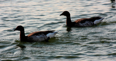 Brant Geese