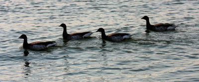 Brant Geese