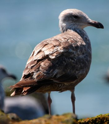 Herring Gull