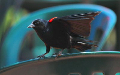 Red-winged Blackbird