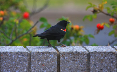 Red-winged Blackbird