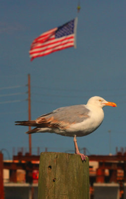 Herring Gull