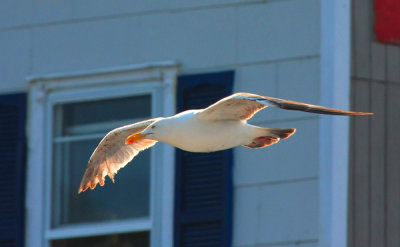Herring Gull