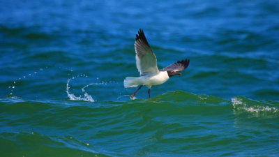 Laughing Gull