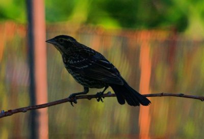 Red-winged Blackbird, Female