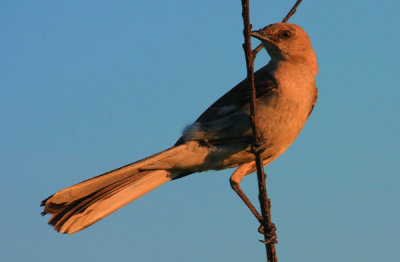 Northern Mockingbird