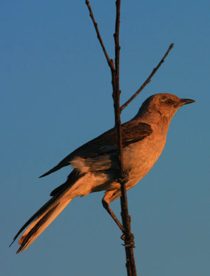 Northern Mockingbird