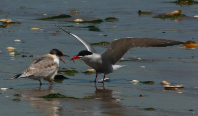 Common Terns, Adult Feeding Juvenile