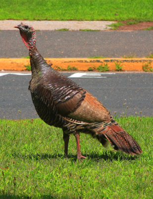 Wild Turkey