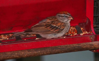 Chipping Sparrow