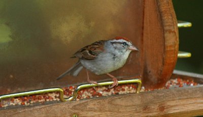 Sparrow, Various