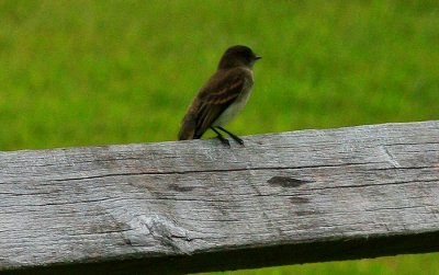 Northern Rough-winged Swallow