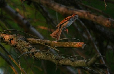 Chipping Sparrow
