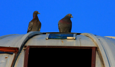 Birds of the Catskill Mountains, NY, 2009