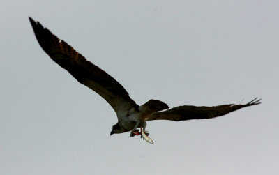 Osprey with prey
