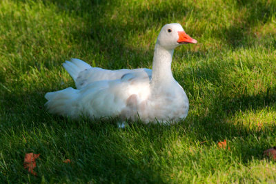 Snow Goose