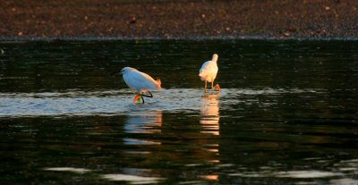 Snowy Egrets