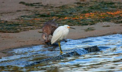 Snowy Egret