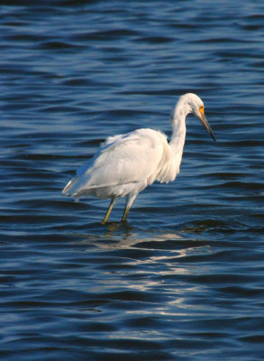 Snowy Egret