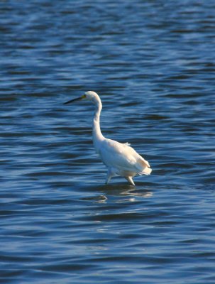 Snowy Egret