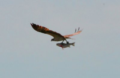 Osprey with prey