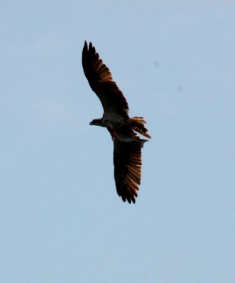 Osprey with prey