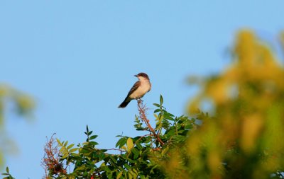 Eastern Kingbird