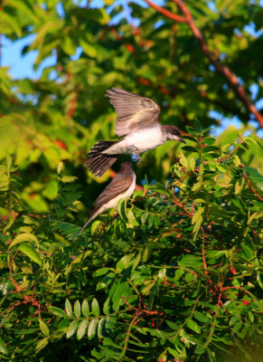 Eastern Kingbird