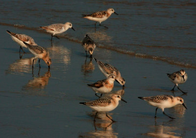 Sanderlings