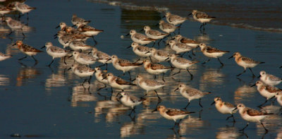 Sanderlings
